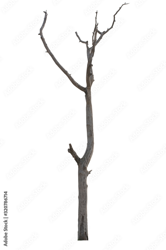 Fototapeta premium Dead tree isolated on white background