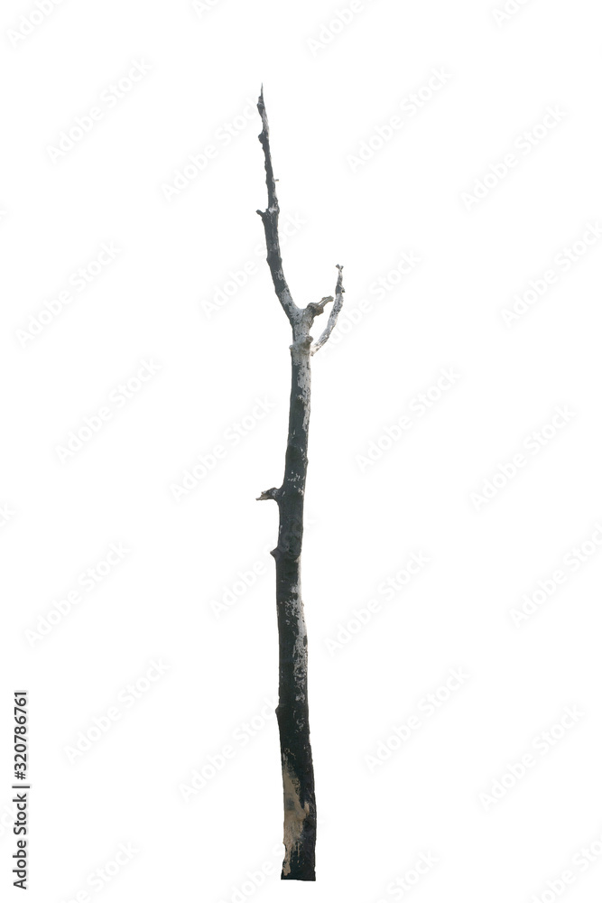 Dead tree isolated on white background Dead tree isolated on white background