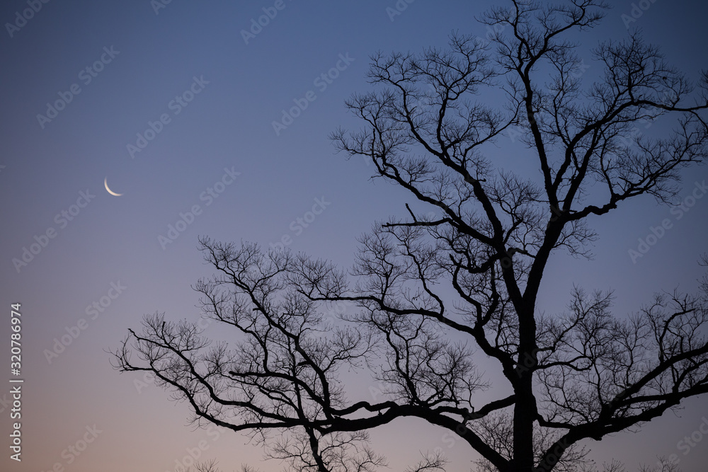 南京櫨の裸木のシルエットと三日月