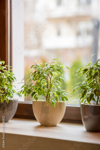 Windowsill with living green plants over blurred street view