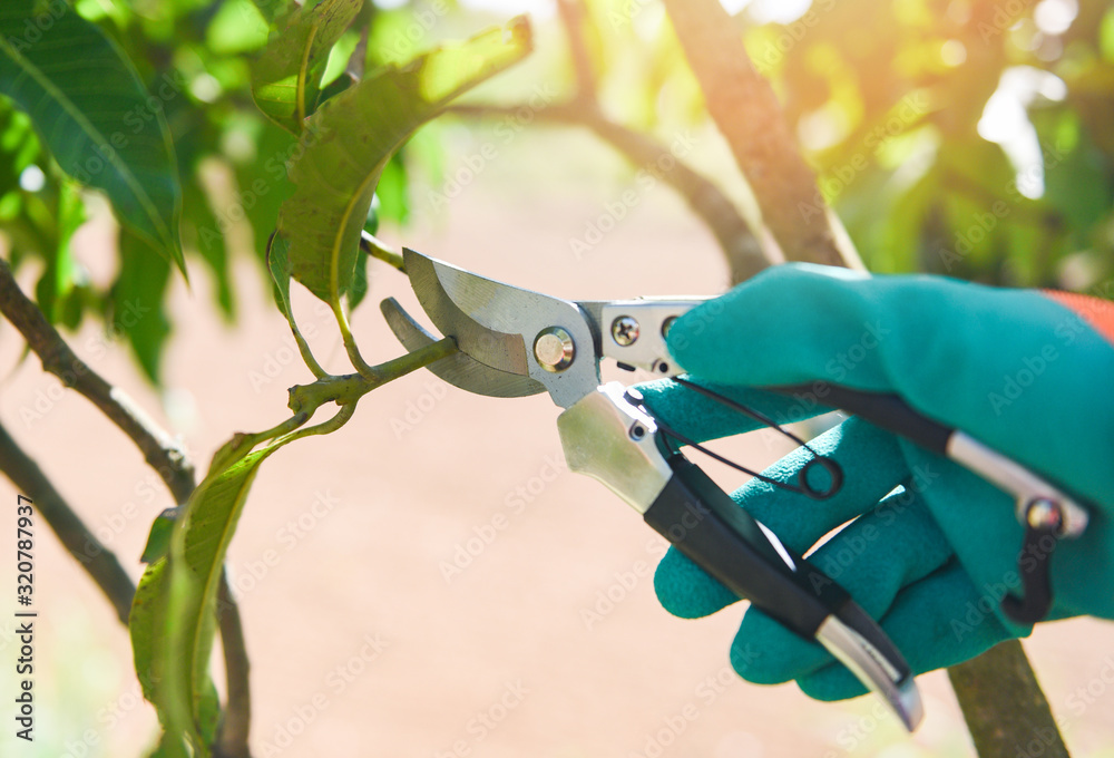 Gardening tool and works pruning trees concept - Hand holding pruning shears cuting mango tree branch in the garden - obrazy, fototapety, plakaty 