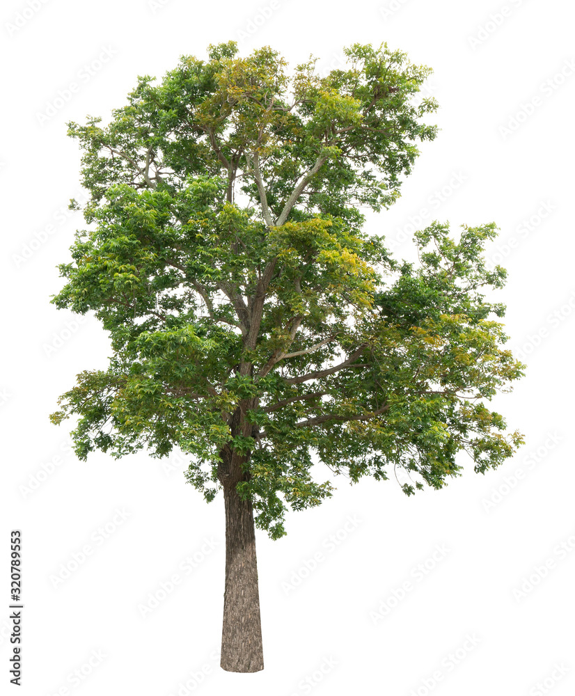 Neem Tree isolated on the white background.