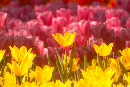 Yellow tulips in front of pink tulips.