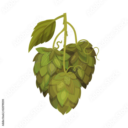 Hop Plant with Leaves and Cones Isolated on White Background