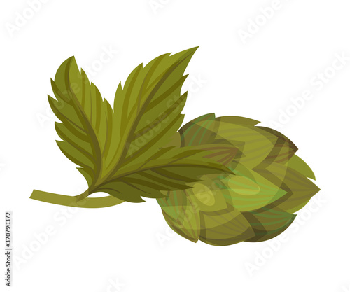 Hop Plant with Leaves and Cones Isolated on White Background