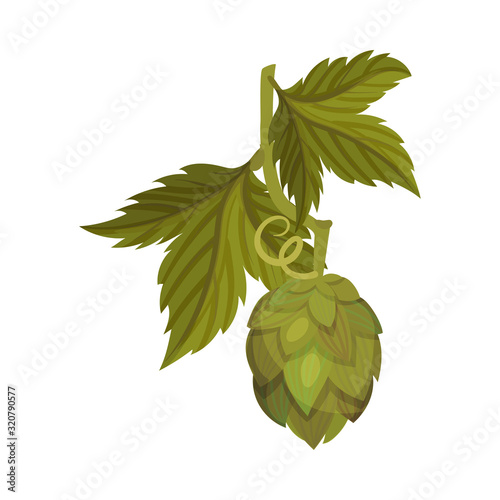 Fresh Hop Plant with Cone and Green Leaves Isolated on White Background Vector Illustration