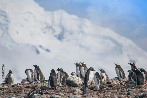 Antarctica, group of Adelie Penguins. Nature and landscapes of Antarctic