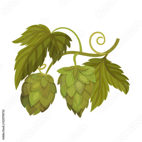Hop Plant with Leaves and Cones Isolated on White Background Vector Element