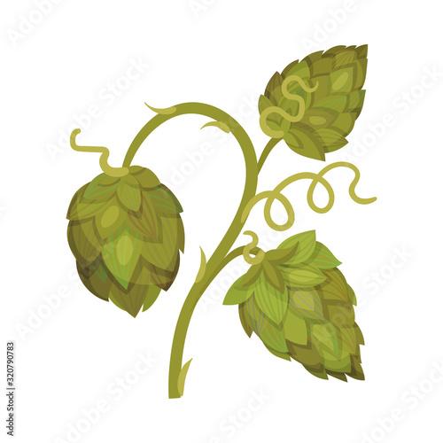 Hop Plant with Leaves and Cones Isolated on White Background Vector Element