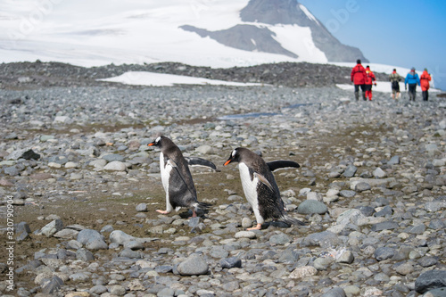 Two Gentoo Penguins  Pygoscelis Papua in love in Antarctica