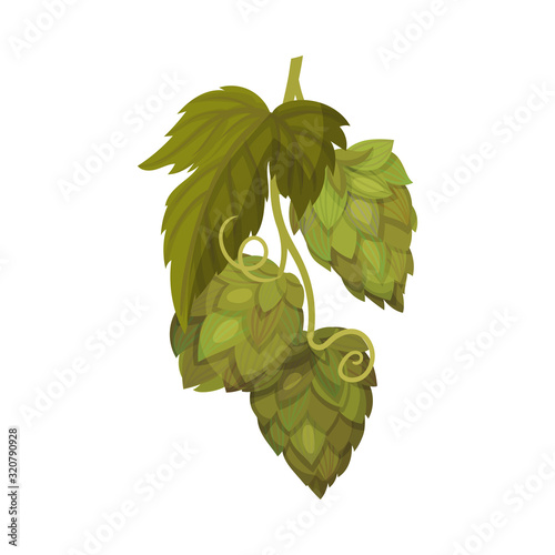 Fresh Hop Plant with Cone and Green Leaves Isolated on White Background Vector Illustration