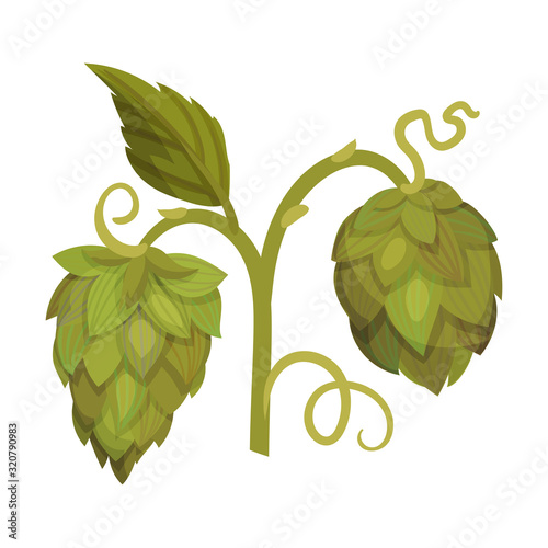 Fresh Hop Plant with Cone and Green Leaves Isolated on White Background Vector Illustration