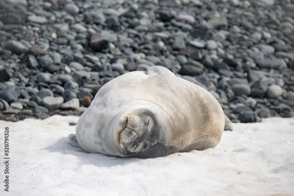 Fototapeta premium Leopard seal resting on the iceberg in Antarctica