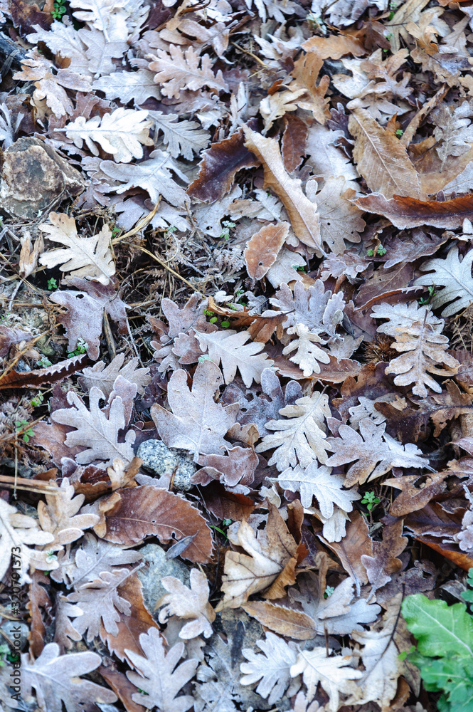 oak leaves in the forest with the morning frost oak leaves in the forest with the morning frost