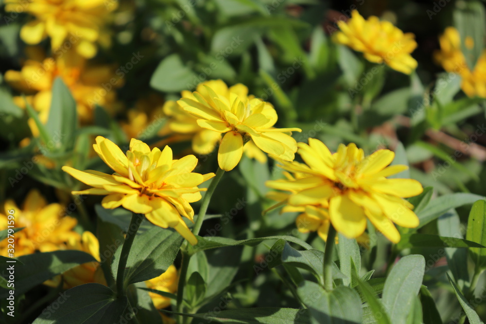 綺麗に咲く花 綺麗に咲く花