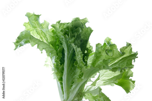 green leaf lettuce on a white background