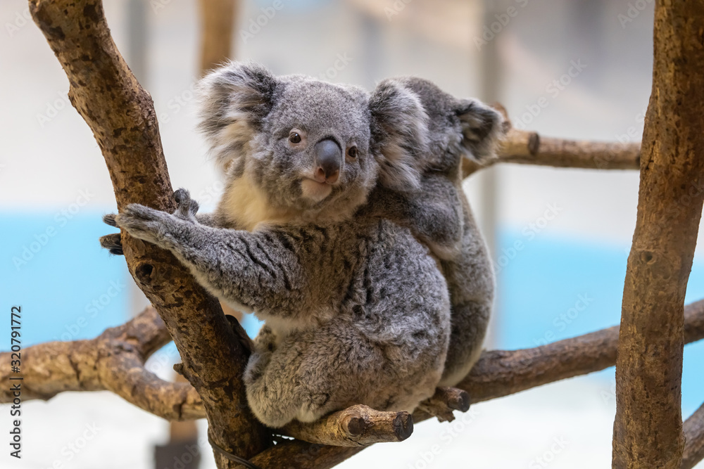 Fototapeta premium コアラの赤ちゃん