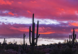 Silhouette Of Large Saguaro Cactus At Sunrise