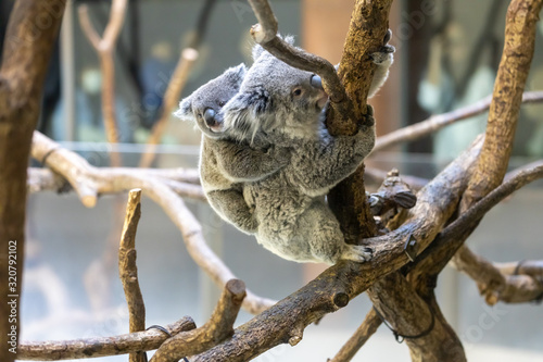 Canvas Print コアラの赤ちゃん