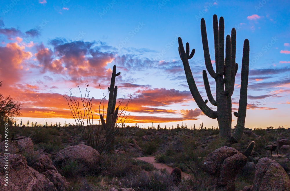 Silhouette Of Large Saguaro Cactus At Sunrise