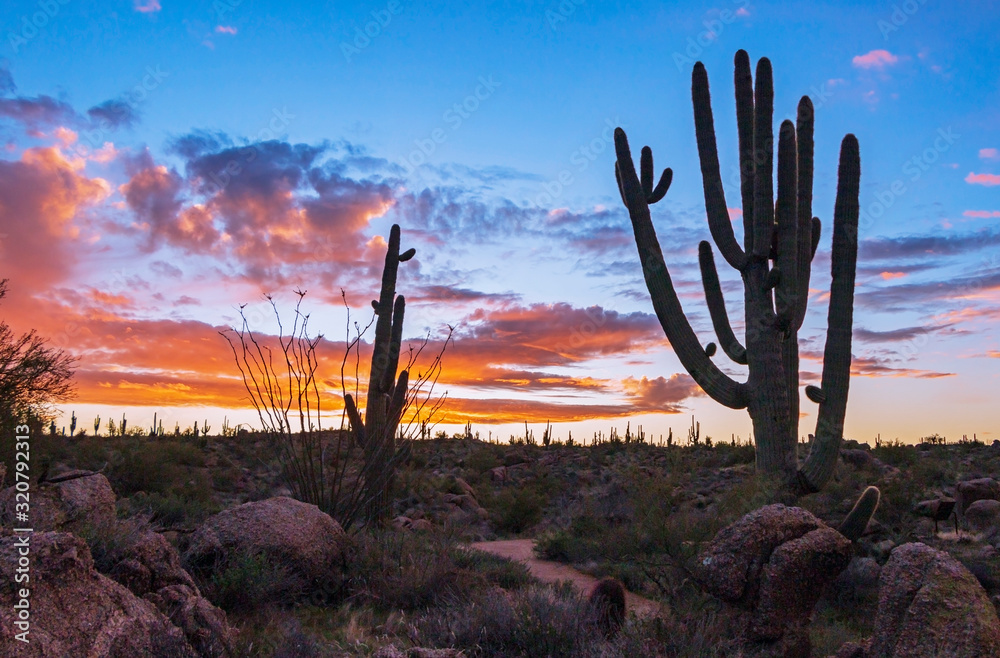 Silhouette Of Large Saguaro Cactus At Sunrise Silhouette Of Large Saguaro Cactus At Sunrise