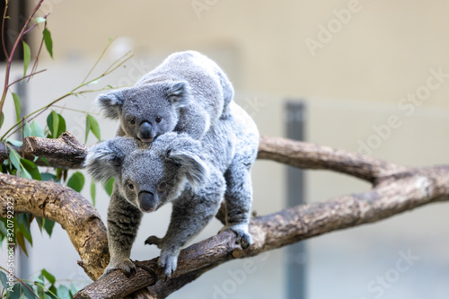 Photography コアラの赤ちゃん