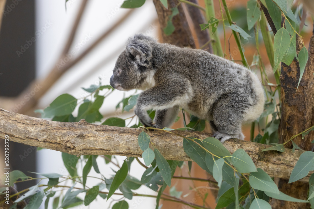 Fototapeta premium コアラの赤ちゃん