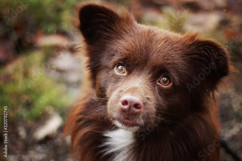 Small brown dog looking cute © Janett