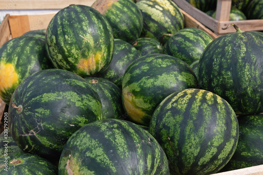 Big Bunch of Green Watermelons