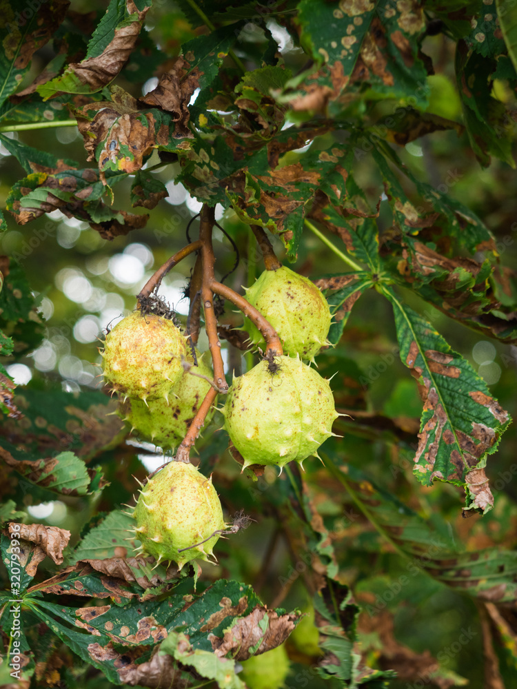 Die grünen Früchte des Kastanienbaumes hängen an einen kleinen Ast. Die grünen Früchte des Kastanienbaumes hängen an einen kleinen Ast.