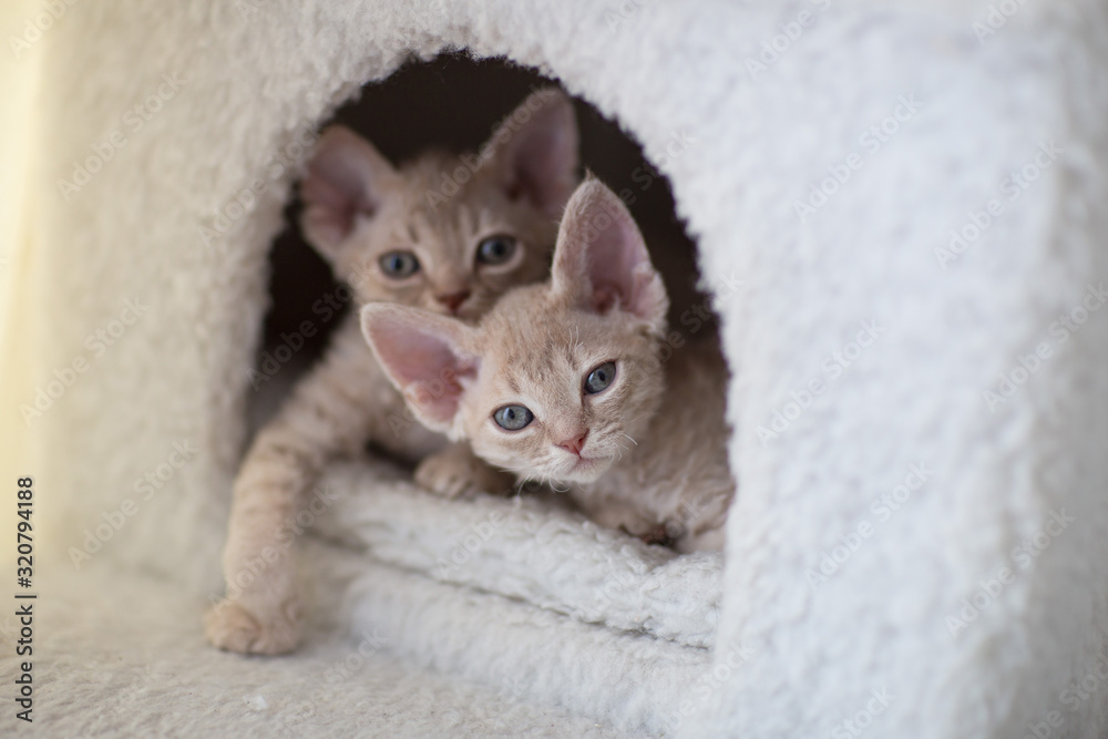 two devon rex kittens are in a cat house two devon rex kittens are in a cat house