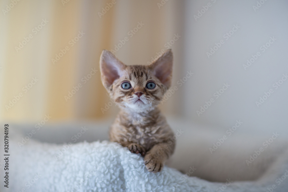 Devonrex kitten sitting on a white mattress