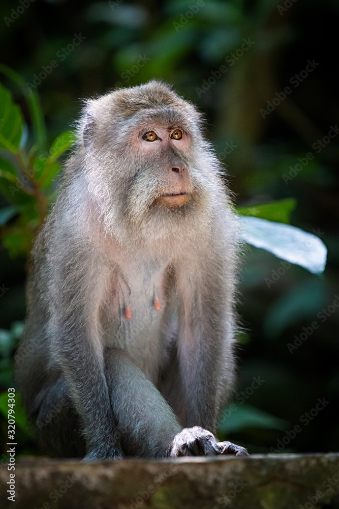 Macaque in forest