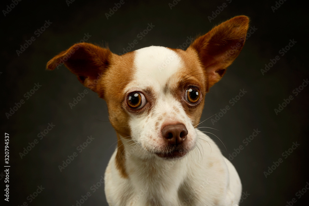 Portrait of an adorable chihuahua