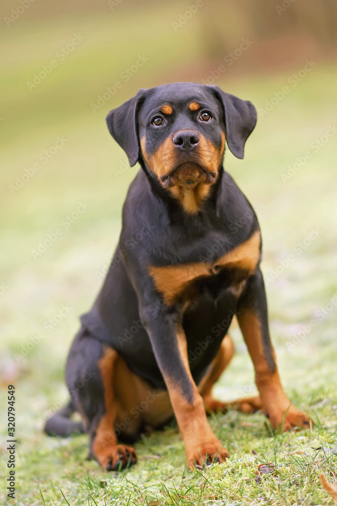 Cute black and tan Rottweiler puppy posing outdoors sitting on a green grass
