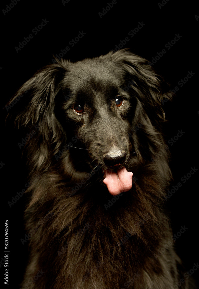 Fototapeta premium Portrait of an adorable mixed breed dog