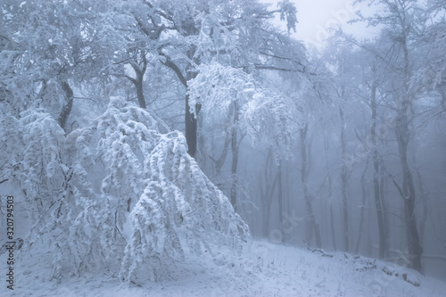 Trees on mountain top with massive frost in misty forest