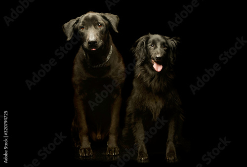 Studio shot of two adorable mixed breed dog © kisscsanad