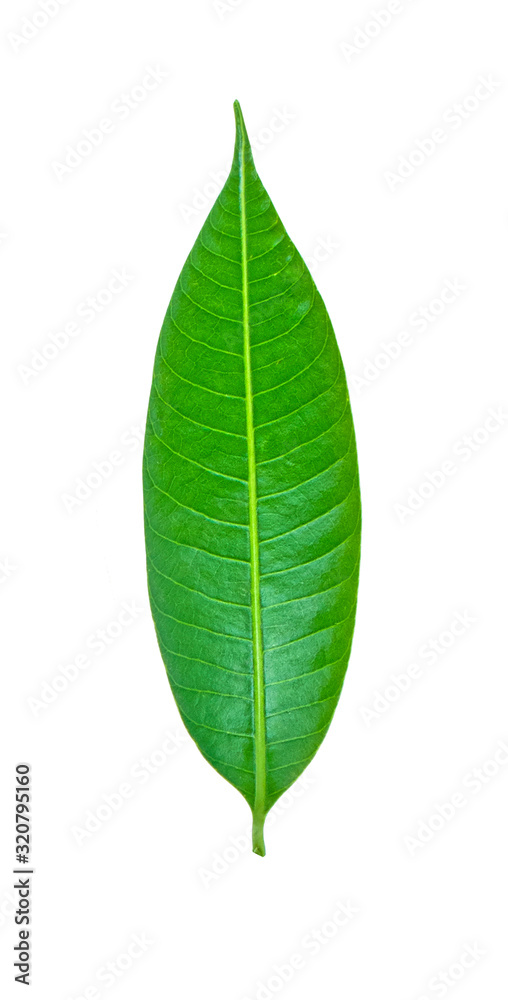 Fresh green mango leaves isolate on a white background.