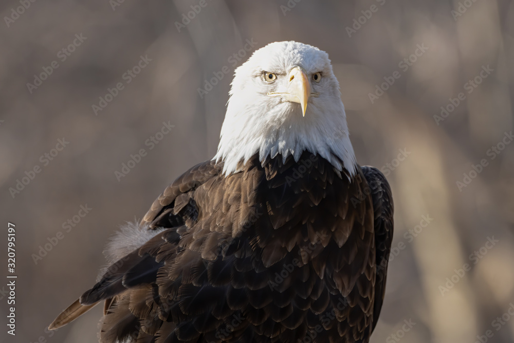 Naklejka premium bald eagle is watching you