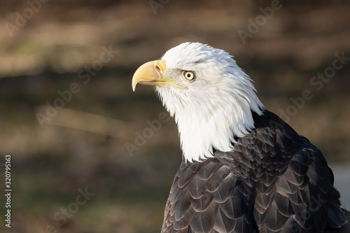 bald eagle has spotted something in the distance