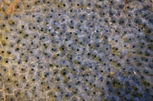 Detail view of a frogspawn