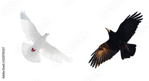 black and white bird on a white background, good and evil