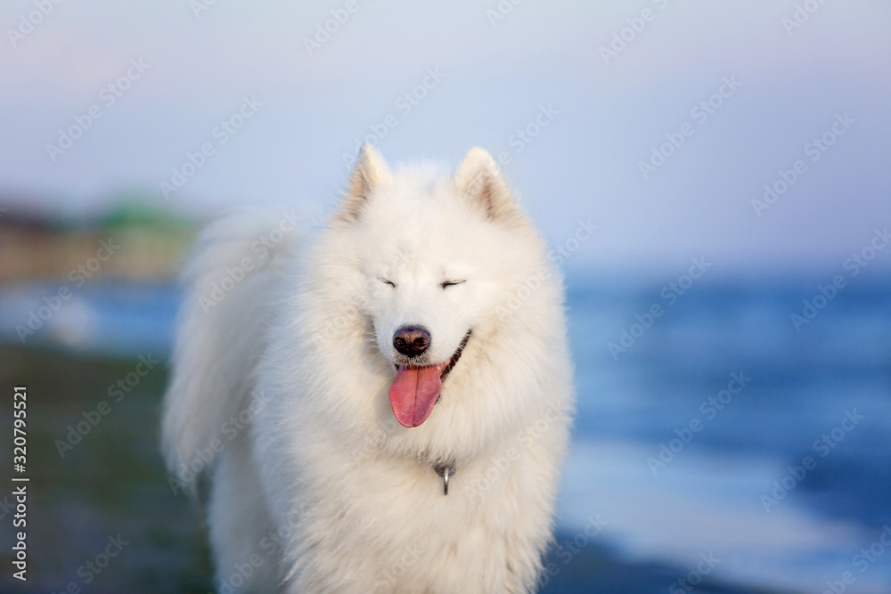 Samoyed dog on the beach. Seashore, wet dog