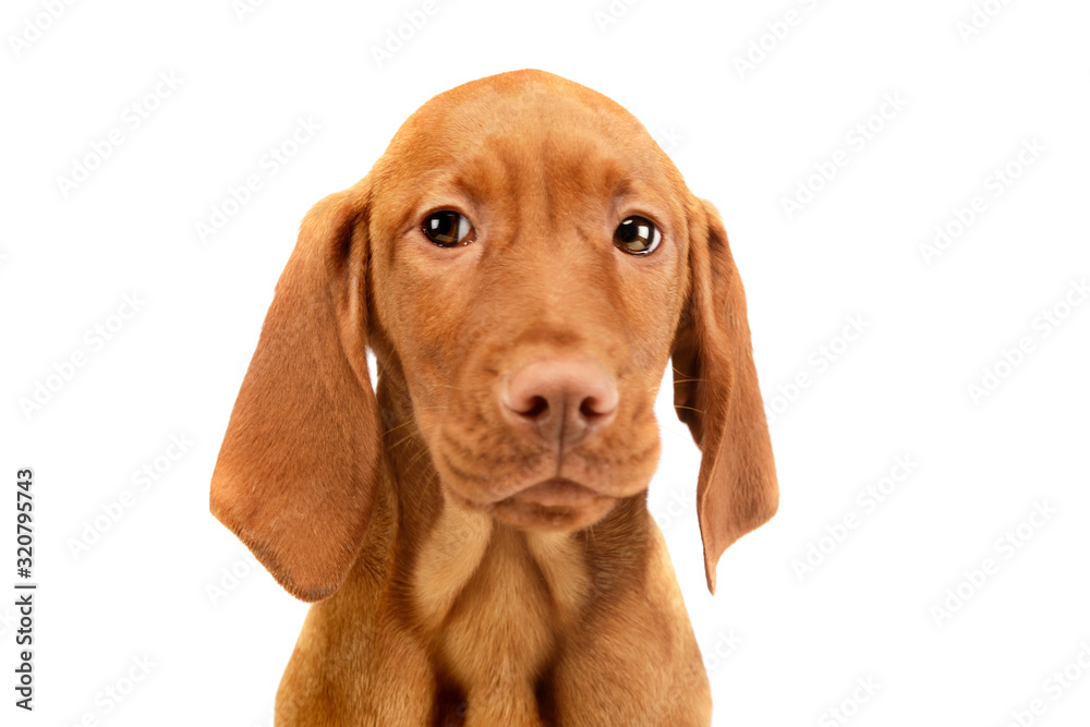 Portrait of a lovely magyar vizsla puppy Portrait of a lovely magyar vizsla puppy