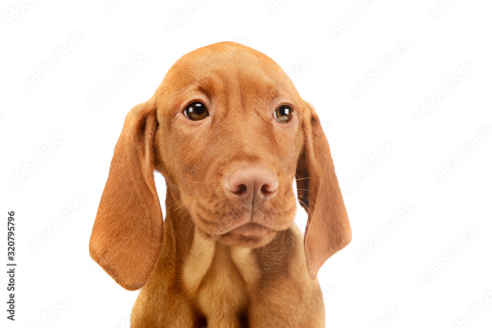 Portrait of a lovely magyar vizsla puppy Portrait of a lovely magyar vizsla puppy