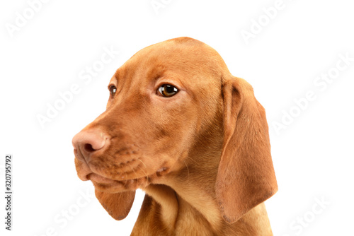 Portrait of a lovely magyar vizsla puppy