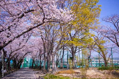 運動場を囲む満開の桜