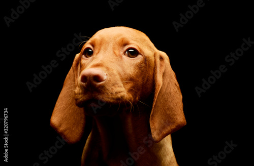 Portrait of a lovely magyar vizsla puppy © kisscsanad