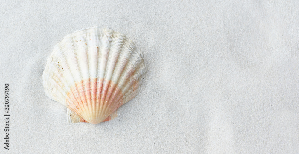 Saint James shells scallops clams on white sand beach Saint James shells scallops clams on white sand beach